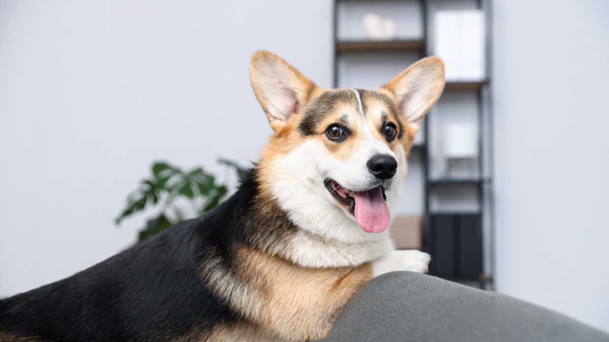 Alloggi pet-friendly a Sperlonga: le migliori strutture sul mare